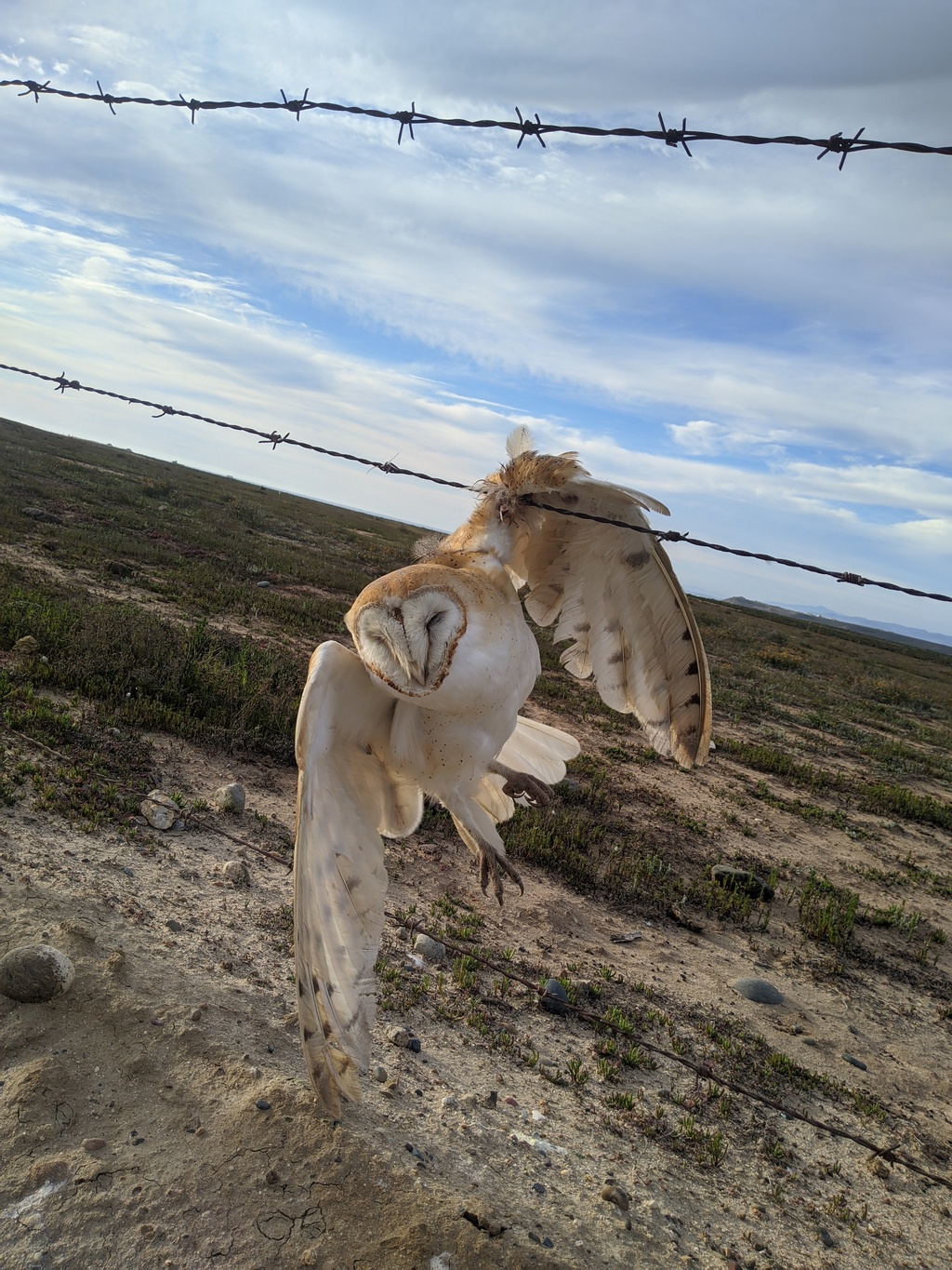 barn owl that was stranded in barbed wire, after I took this picture I realized it was alive