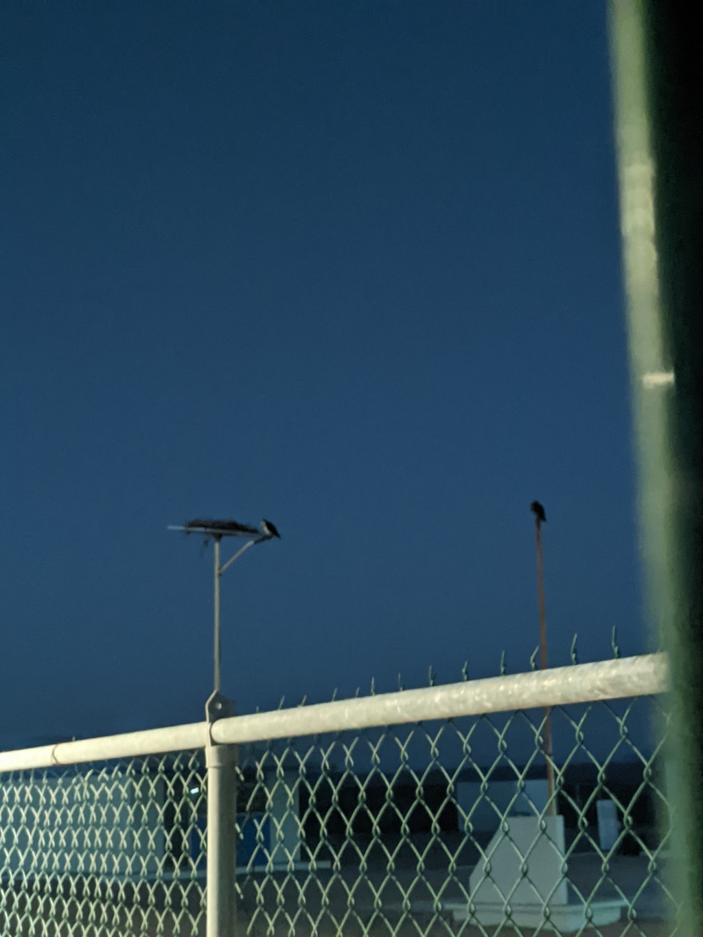 so nice of the government to build the ospreys nest platforms with solar panels