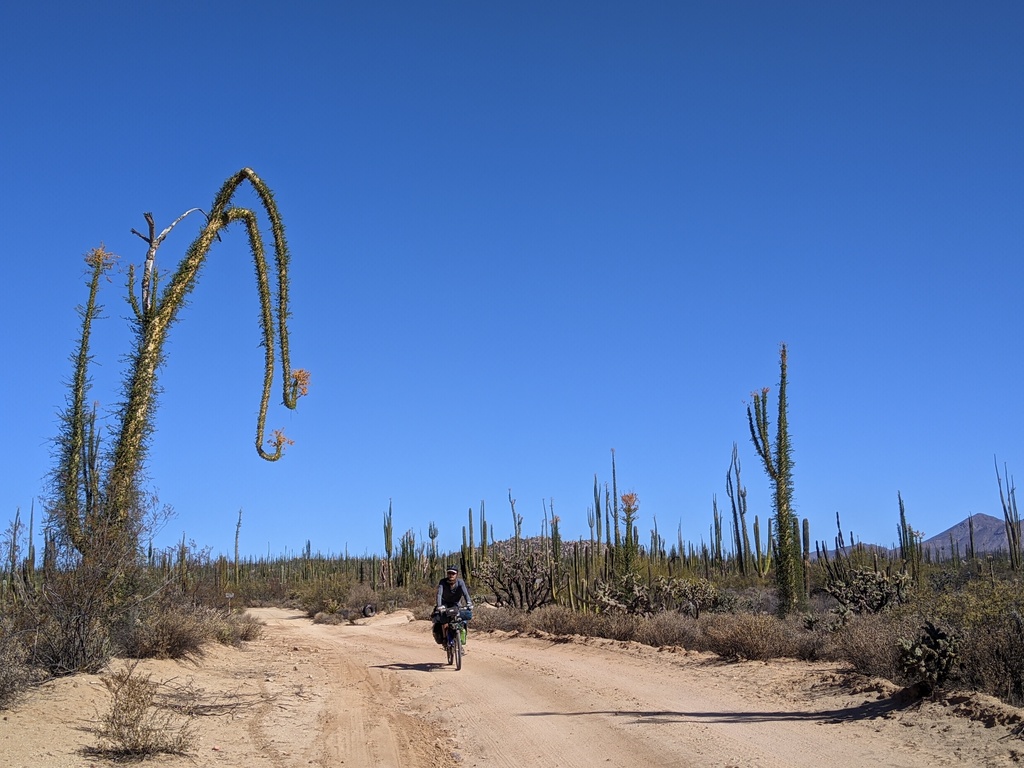 finally, the land of the boojum tree, and the snarks?